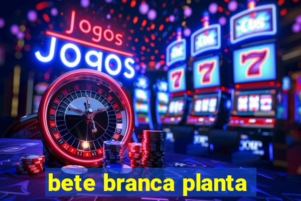 bete branca planta